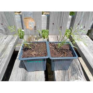 Fenouil bronze et vert - godet 8 cm