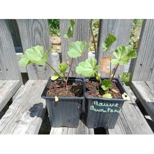 Mauve de mauritanie 0.5l