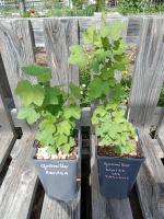 Groseiller à grappe - rovada 1.5 l