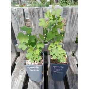 Groseiller à grappe - gloire des sablons 1.5l