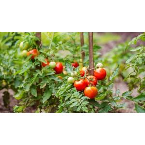 Kit - 10 tomates rouges