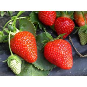 Fraises