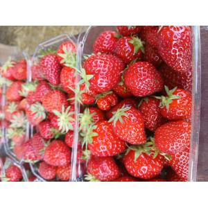 Fraises bio