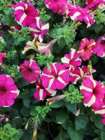 Surfinia jaune rose