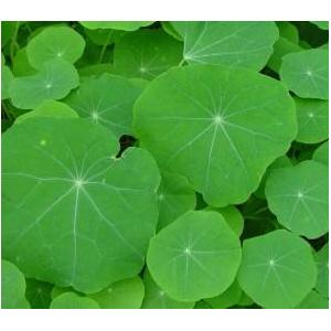 Feuilles de capucine