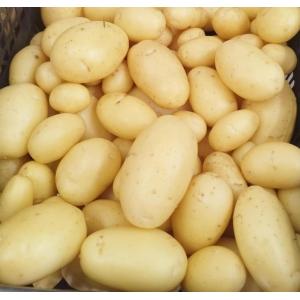 Pommes de terre primeur