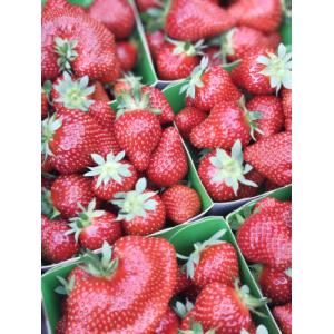 Fraises dream