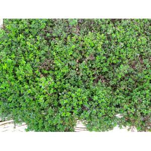 Thym serpolet bio