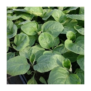 Plant d'aubergine blanche en godet