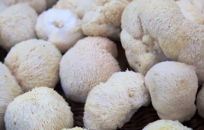 Crinière de lion bio (lion's mane)