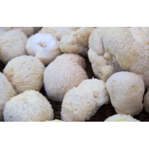 Crinière de lion bio (lion's mane)