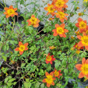 Bidens orange