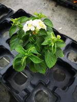 Lantana blanc