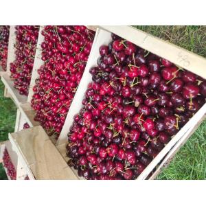 Cerises bigarreaux