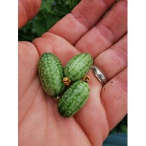 Cucamelons ou mini concombres