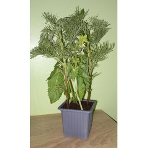 Pot anti-moustique - 3 aromatiques odorantes