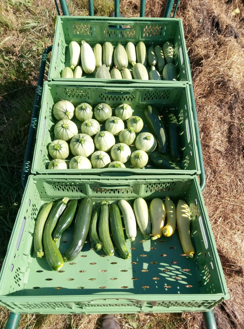 Courgette ronde - 500 g - Gaec Le Jardin De La Pie Gourmande - Locavor.fr