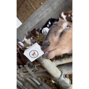 Savon au lait de chèvre