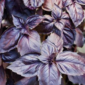 Basilic pourpre bouquet