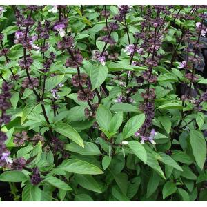 Basilic thaï bouquet