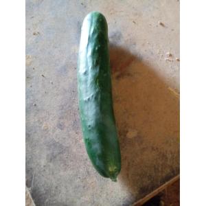 Concombre epineux