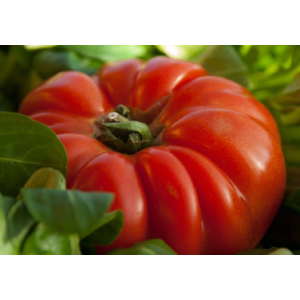 🍅 tomates anciennes – coeur de boeuf