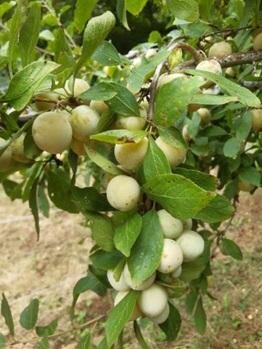 Prunes mirabelles culture raisonnée