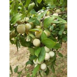 Prunes mirabelles culture raisonnée