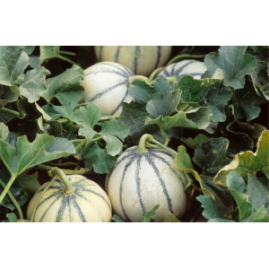 Melon charentais