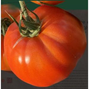 Tomate rouge cotelee du jardin du tertre