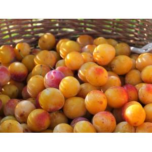 Mirabelle de lorraine bio igp