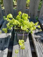 Herbe de l'immortalité 0.5l