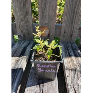 Menthe glaciale 0.5l