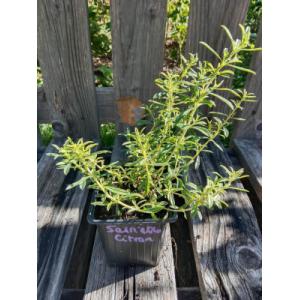 Sarriette vivace citronnée 0.5l