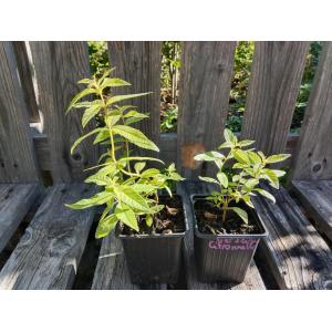 Verveine citronnelle 0.5l