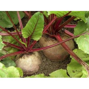 ❤️ betterave rouge