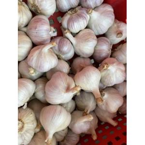 🧄 tête d’ail - 3/4 pièces