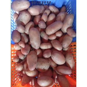 Pomme de terre rosabelle