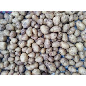 Pomme de terre charlotte petit calibre