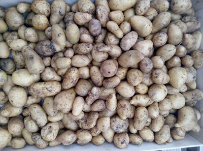 Pomme de terre allians petit calibre
