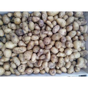 Pomme de terre allians petit calibre