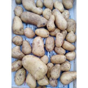 Pomme de terre allians gros calibre