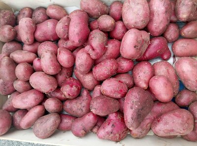 Pomme de terre valery gros calibre
