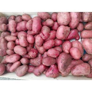 Pomme de terre valery gros calibre