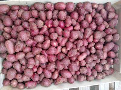 Pomme de terre valery petit calibre