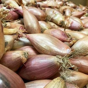 🧅 échalion – saveur douce et subtile