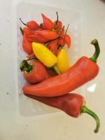 Piments assortiment