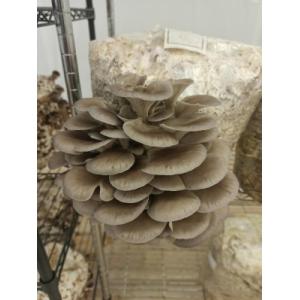 Kit diy ballot de culture