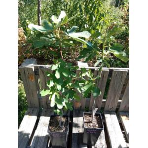 Figuier ronde de bordeaux 2l - 2 ans