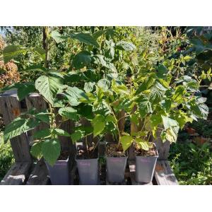 Framboisier non remontant willamette 1.5l